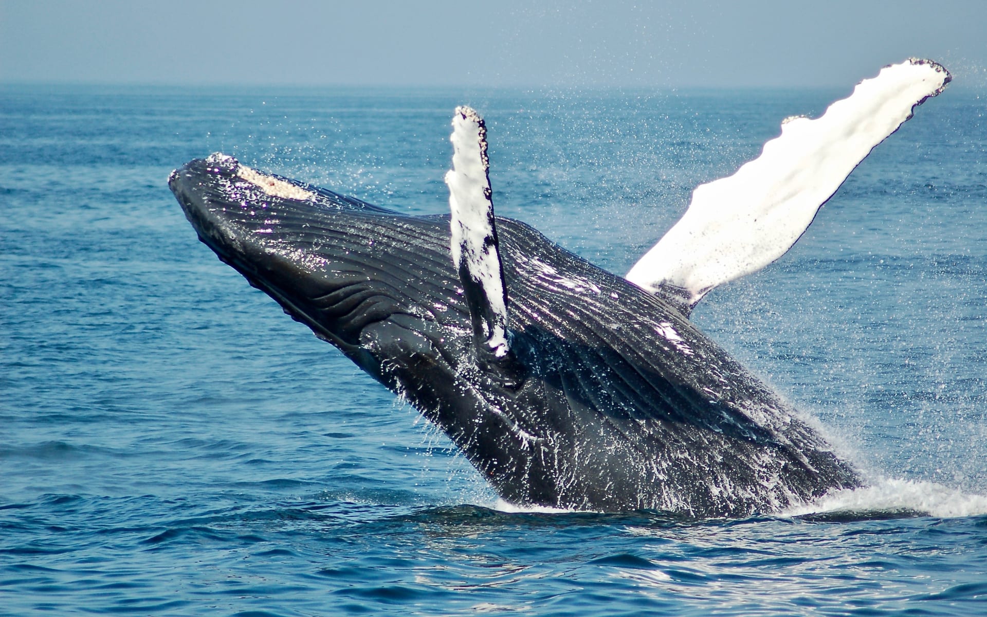 Whale Free Stock Image Unslpash 2019 CCTodd Cravens LwACYK8ScmA Owh1ph ?width=1920&height=1200&name=Whale Free Stock Image Unslpash 2019 CCTodd Cravens LwACYK8ScmA Owh1ph 